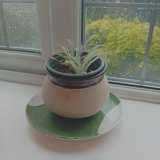 Pottery painted plate